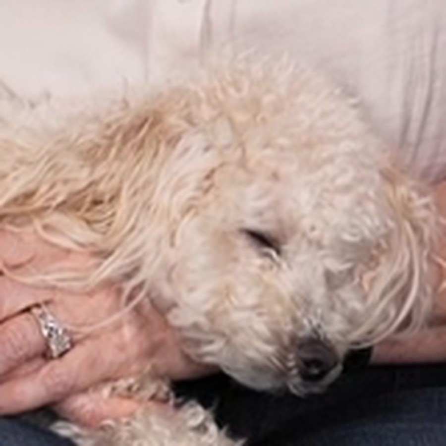 Phoebe Valentine, the podcast co-host, a small cream poodle asleep in Dianne Keen's lap
